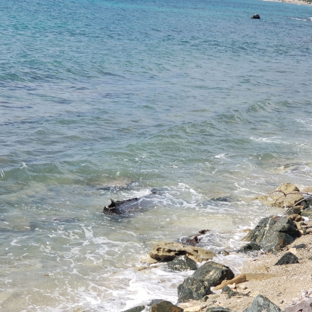 Meet your Posher, Susie